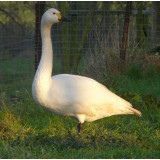 Bewick Swans